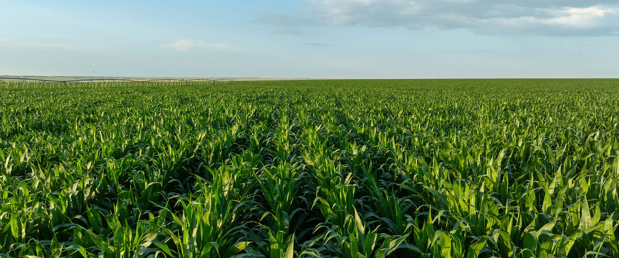 Farmland